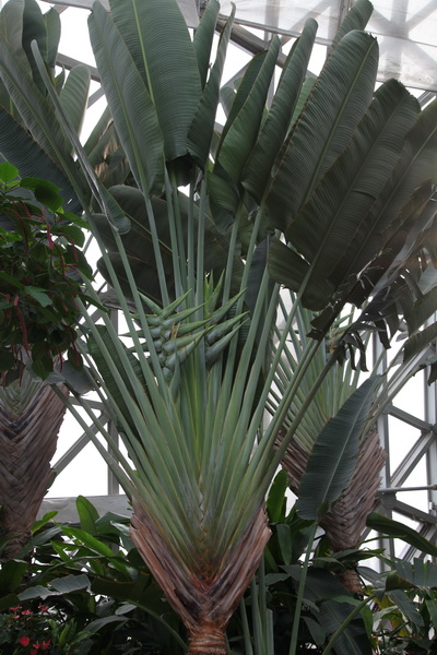 植物 旅人蕉 溫室