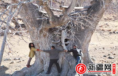 新疆 白楊 植物