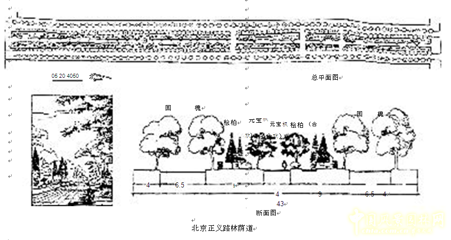 劉秀晨 綠色的云 北京 城市道路 綠化 中國風景園林網