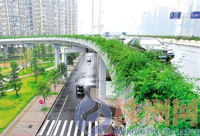湖南 綠化 橋體綠化