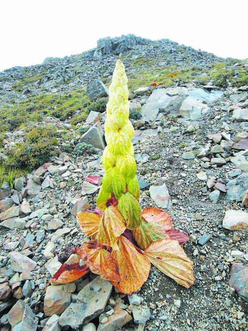環(huán)境 高山植物 綠化