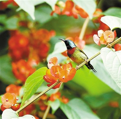 梅林公園 冬紅 太陽鳥 中國風景園林網