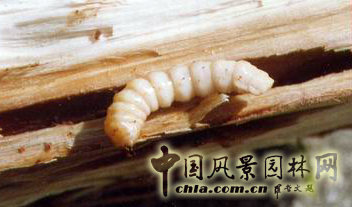 光肩星天牛