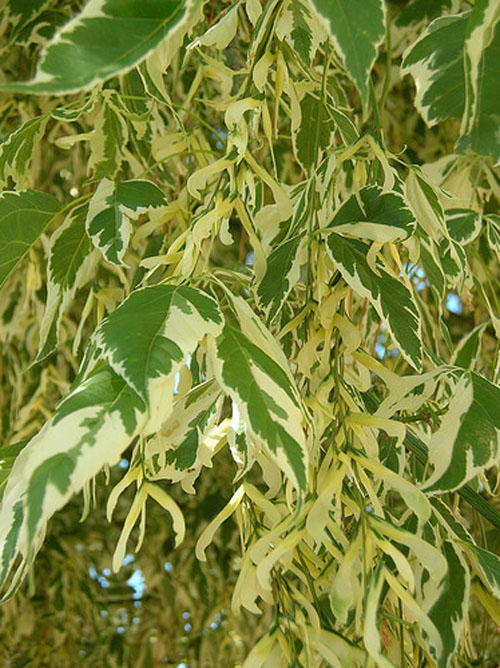 城市綠化 彩葉樹(shù)種 藍(lán)葉忍冬