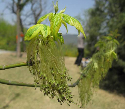 城市綠化 彩葉樹(shù)種 藍(lán)葉忍冬