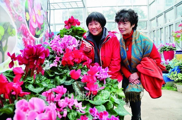 仙客來(lái) 花展 南京