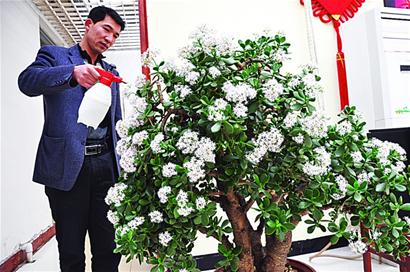 玉樹(shù) 膠州 盆花
