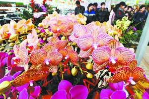 春節 年宵花 盆栽
