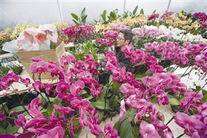 浙江 迎春花展