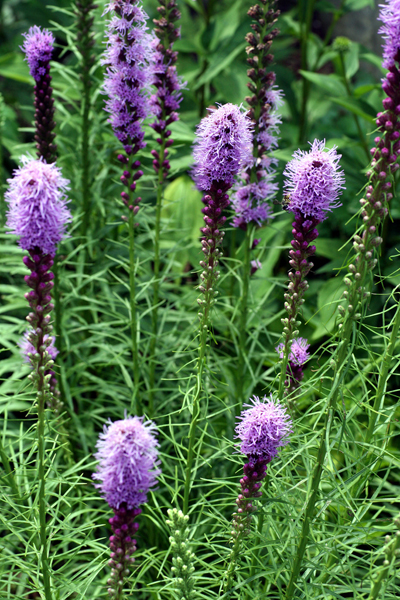 蛇年 蛇鞭菊 上海植物園