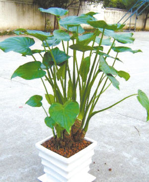 園藝師 室內養花 觀賞植物 
