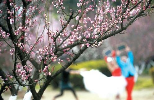 合肥 梅花 植物園