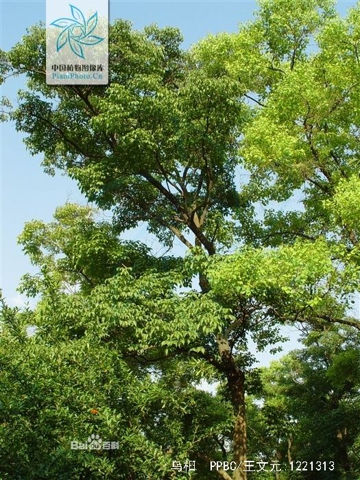 烏桕