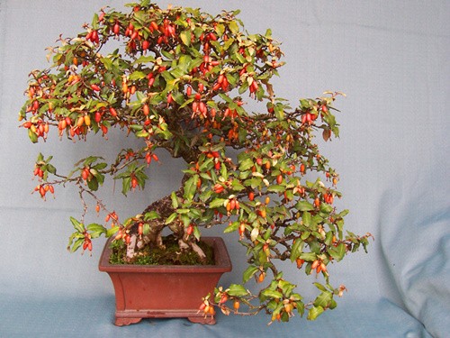 中國風(fēng)景園林網(wǎng) 植物