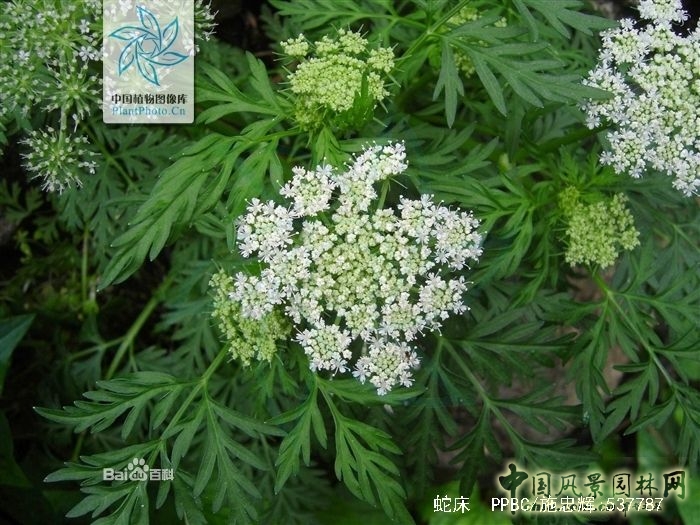  蛇床 蛇年話"蛇"："蛇"字植物大盤點(一) 中國風(fēng)景園林網(wǎng)