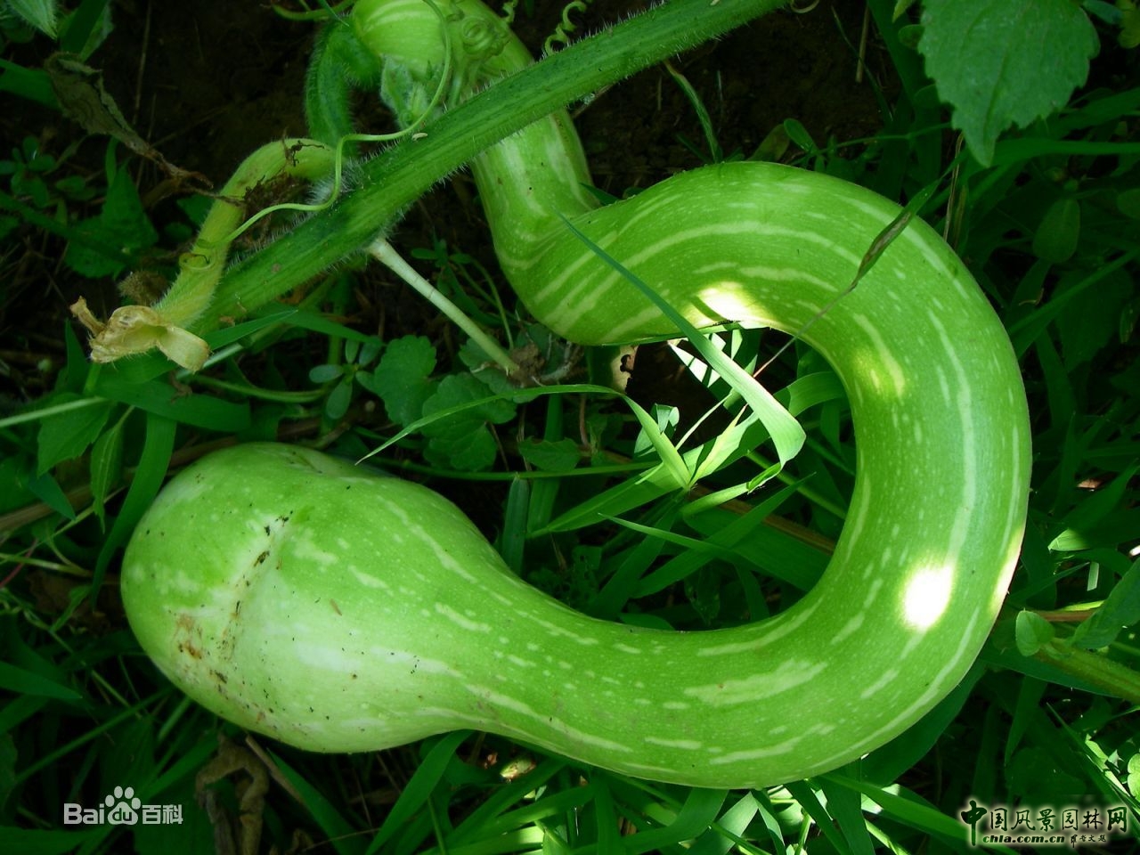 蛇瓜 蛇年話"蛇"："蛇"字植物大盤點(一) 中國風景園林網