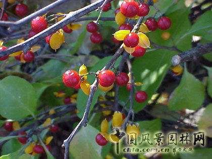 南蛇藤