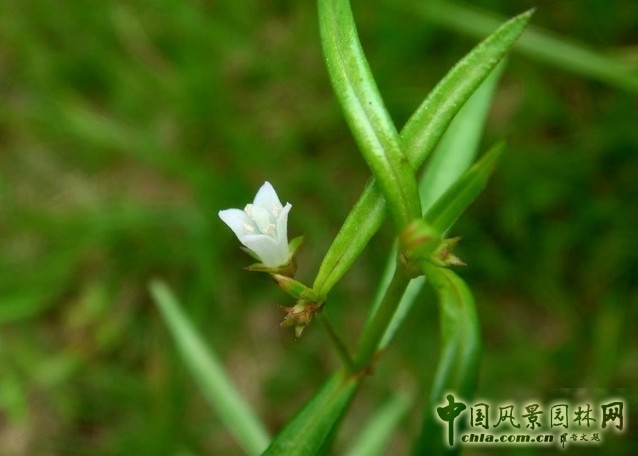 白花蛇舌草