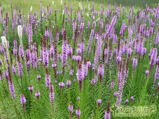 蛇鞭菊
