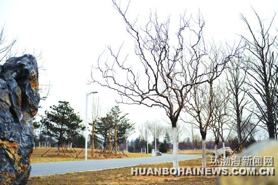 樹枝形狀奇特的龍桑