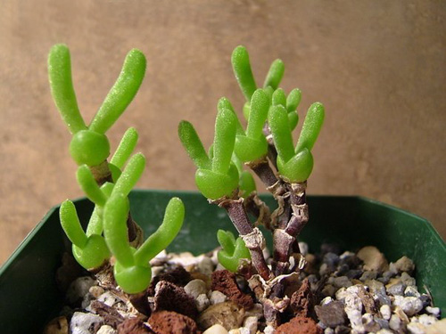 多肉植物 枝干番杏 碧光環