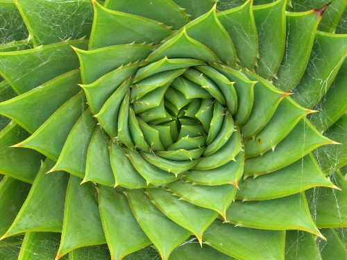 多肉植物 所羅門蘆薈 多葉蘆薈