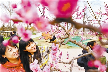 梅花 花卉 公園