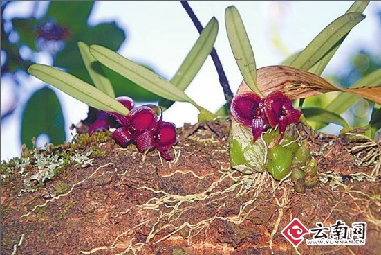 小花石豆蘭