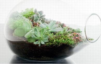 瓶內植物