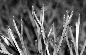 認(rèn)識(shí)植物