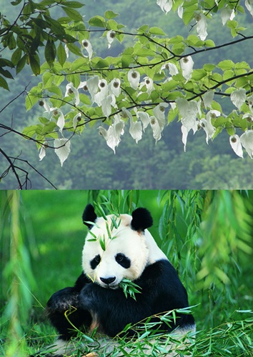 植物動態(tài)