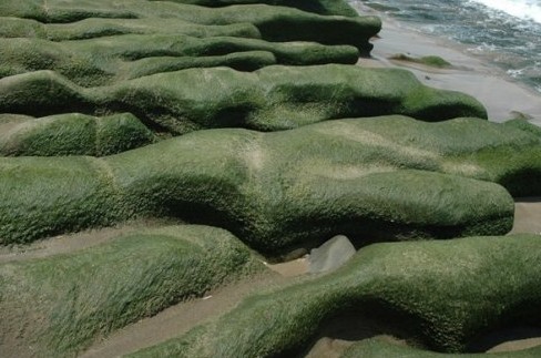 綠色海岸