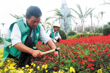 園林工人在岳麓大道綠化帶進行花草補栽。