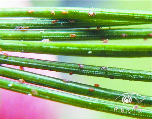 紅蠟蚧開(kāi)始危害