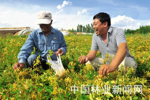 采摘金銀花
