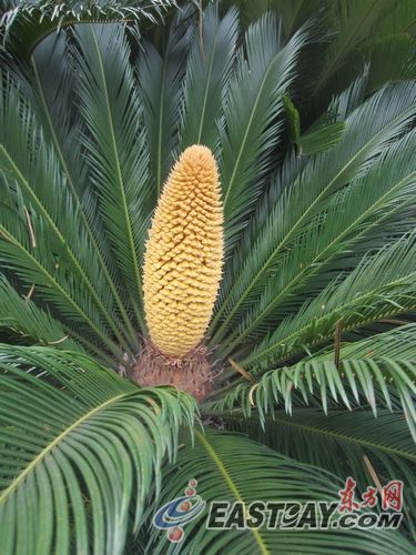 鐵樹雄花長橢圓形，高約40cm，上面密布土黃色的絨毛。
