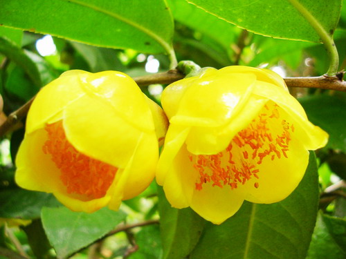 華南植物園 金花茶 組織培養(yǎng)
