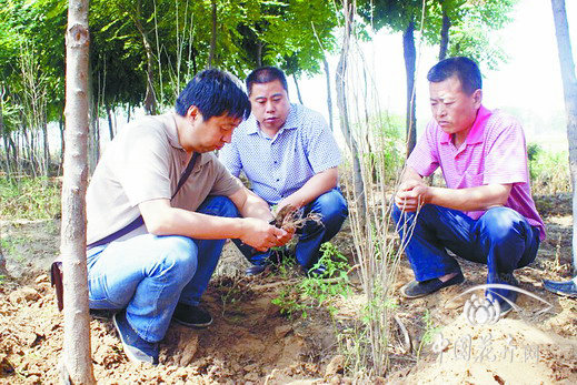 河北農業(yè)大學園林學院教授地頭解難題