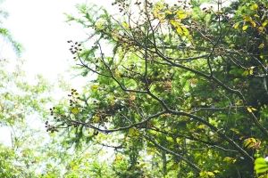 麗水松陽(yáng)發(fā)現(xiàn)珍稀植物伯樂(lè)樹