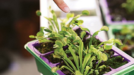 辰山植物園馴化食蟲(chóng)植物