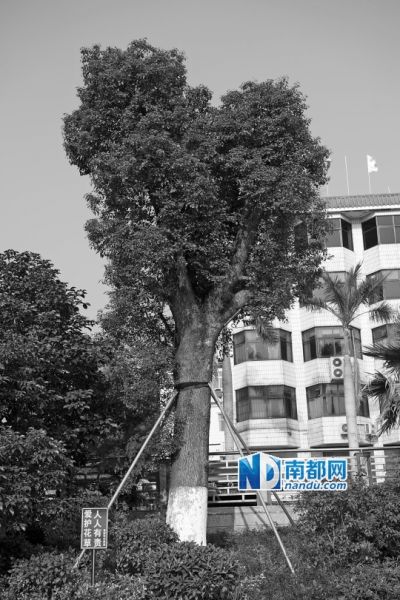 黃麻布社區辦公樓附近的天價樟樹。南都記者 陳文才 攝 