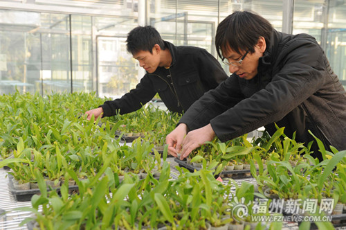 全國(guó)最大植物工廠工程化實(shí)驗(yàn)室落戶福州