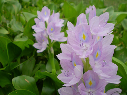 巴基斯坦代奧賽國家公園
