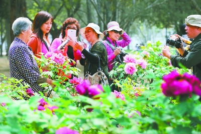 北京植物園和中國科學院植物研究所植物園共同舉辦首屆牡丹文化節
