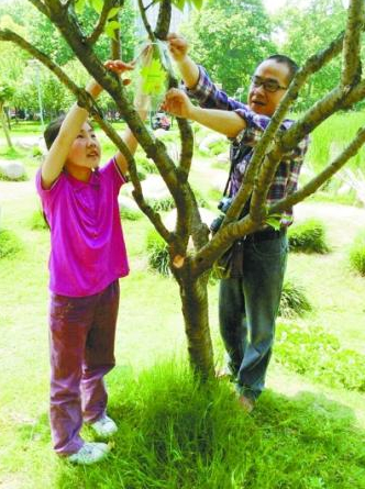 涂先生父女在解放公園里給認養的樹木掛牌。
