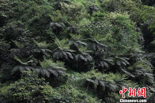 四川長寧一景區(qū)現(xiàn)罕見桫欏群落層片結構 