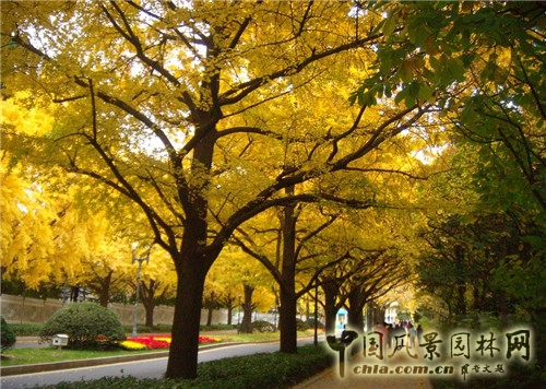 青瓦臺(tái)