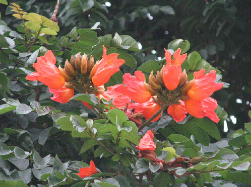 花大色艷、枝繁葉綠的火焰樹
