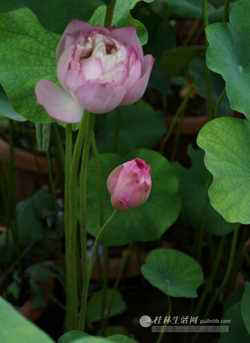 本應該是筆直的花莖，分叉出了一枝。