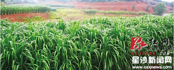 長沙縣推廣“用速生植物捕碳儲碳修復大氣環境”技術
